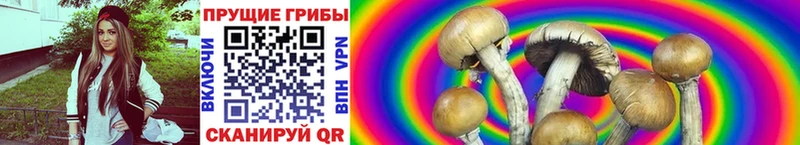 Псилоцибиновые грибы мицелий  Шатура 